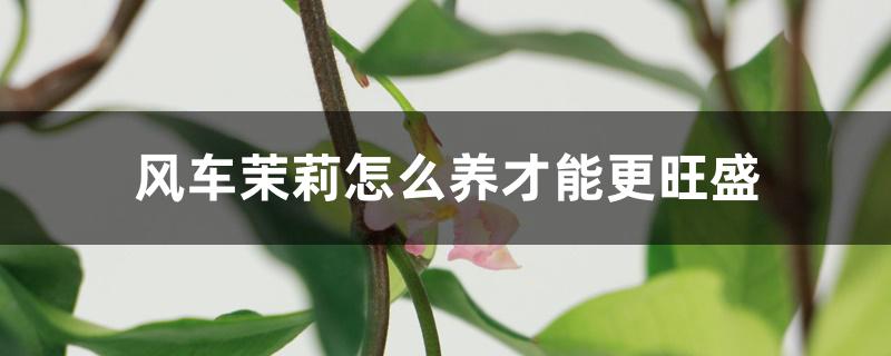 风车茉莉怎么养才能更旺盛 风车茉莉怎么养才能更旺盛