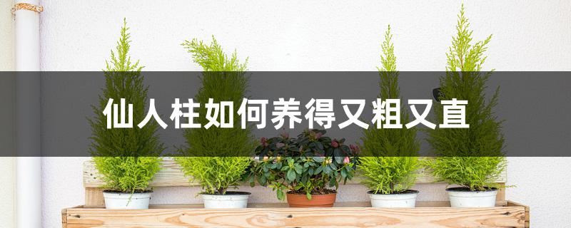 仙人柱如何养得又粗又直 仙人柱如何养得又粗又直
