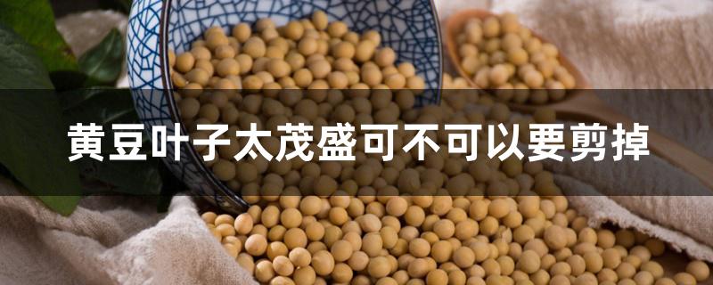 黄豆叶子太茂盛可不可以要剪掉 黄豆叶子太茂盛可不可以要剪掉