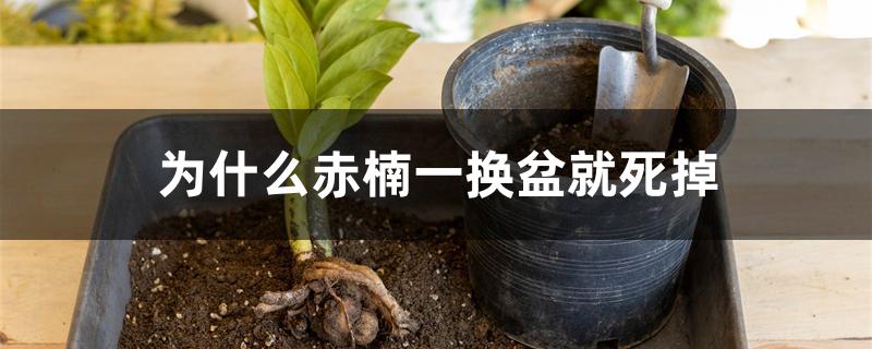 为什么赤楠一换盆就死掉 为什么赤楠一换盆就死掉