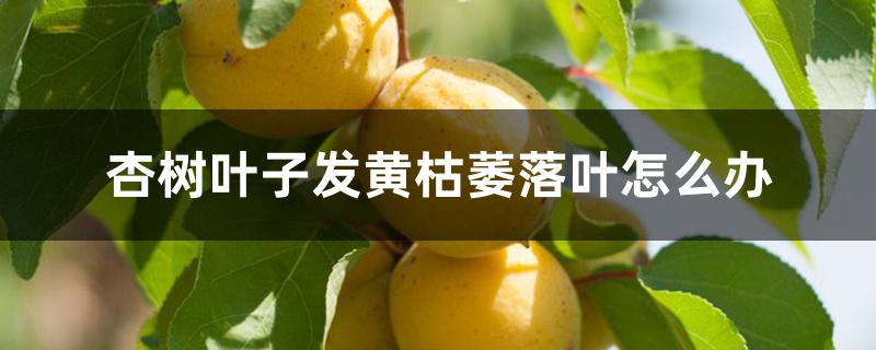 杏树叶子发黄枯萎落叶怎么办 杏树叶子发黄枯萎落叶怎么办