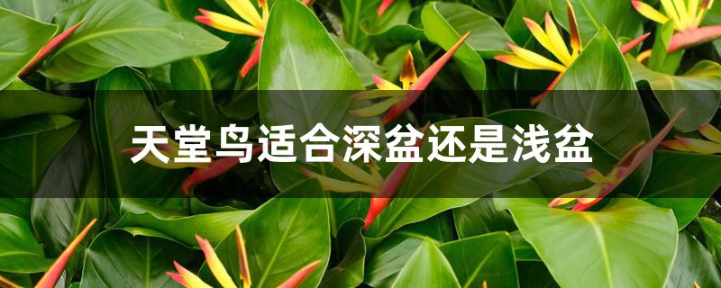天堂鸟适合深盆还是浅盆 天堂鸟适合深盆还是浅盆