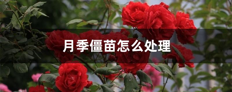 月季僵苗怎么处理 月季僵苗怎么处理