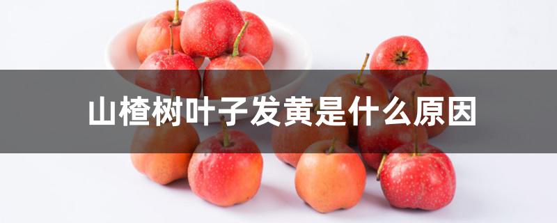 山楂树叶子发黄是什么原因 山楂树叶子发黄是什么原因