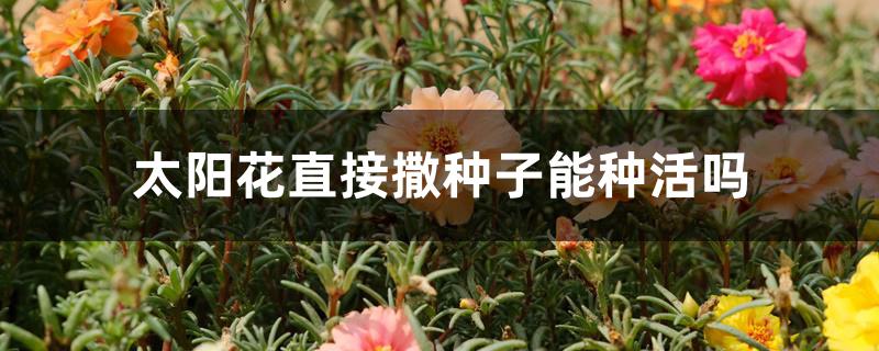 太阳花直接撒种子能种活吗