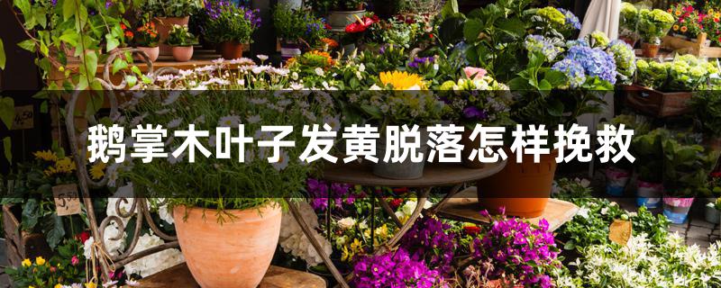 鹅掌木叶子发黄脱落怎样挽救 鹅掌木叶子发黄脱落怎样挽救