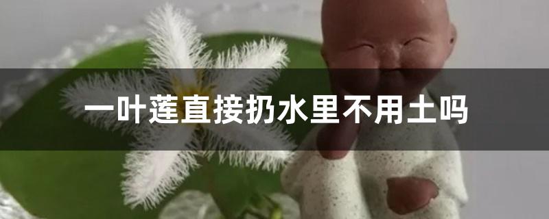 一叶莲直接扔水里不用土吗 一叶莲直接扔水里不用土吗