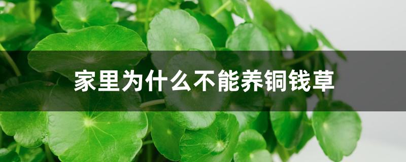 家里为什么不能养铜钱草 家里为什么不能养铜钱草