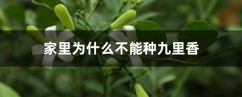 家里为什么不能种九里香 家里为什么不能种九里香