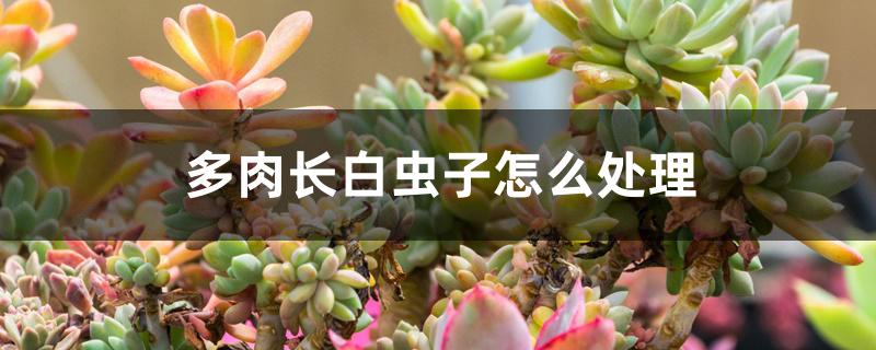 多肉长白虫子怎么处理 多肉长白虫子怎么处理