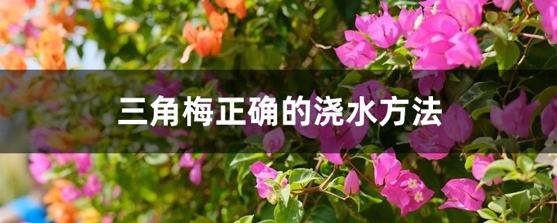 三角梅正确的浇水方法 三角梅正确的浇水方法