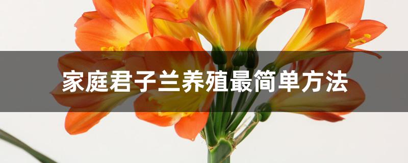 家庭君子兰养殖最简单方法 家庭君子兰养殖最简单方法