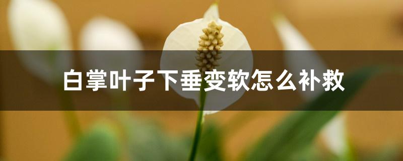 白掌叶子下垂变软怎么补救 白掌叶子下垂变软怎么补救