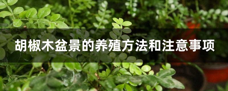 胡椒木盆景的养殖方法和注意事项 胡椒木盆景的养殖方法和注意事项