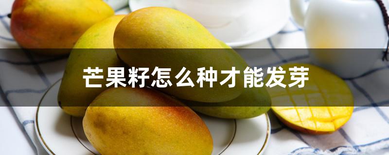 芒果籽怎么种才能发芽 芒果籽怎么种才能发芽
