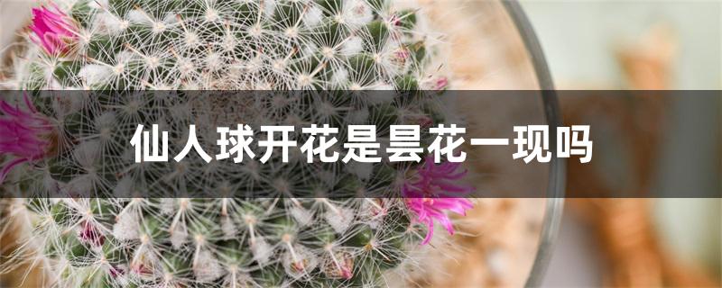 仙人球开花是昙花一现吗 仙人球开花是昙花一现吗