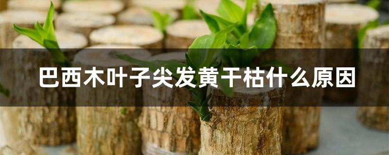 巴西木叶子尖发黄干枯什么原因 巴西木叶子尖发黄干枯什么原因