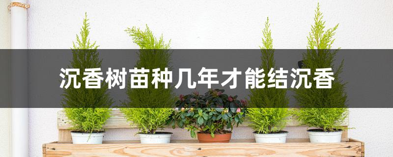 沉香树苗种几年才能结沉香 沉香树苗种几年才能结沉香