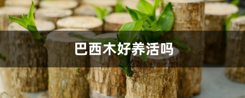 巴西木好养活吗 巴西木好养活吗