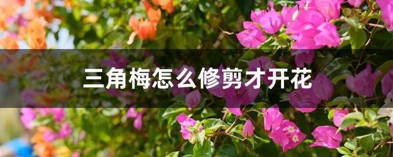 三角梅怎么修剪才开花 三角梅怎么修剪才开花