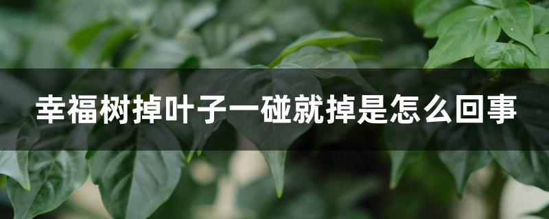 幸福树掉叶子一碰就掉是怎么回事 幸福树掉叶子一碰就掉是怎么回事
