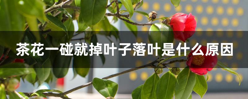 茶花一碰就掉叶子落叶是什么原因 茶花一碰就掉叶子落叶是什么原因