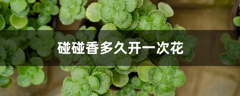 碰碰香多久开一次花 碰碰香多久开一次花