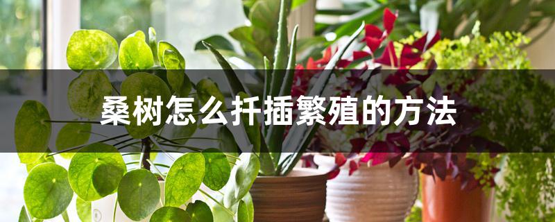 桑树怎么扦插繁殖的方法 桑树怎么扦插繁殖的方法
