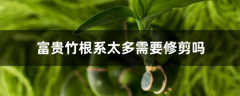 富贵竹根系太多需要修剪吗 富贵竹根系太多需要修剪吗