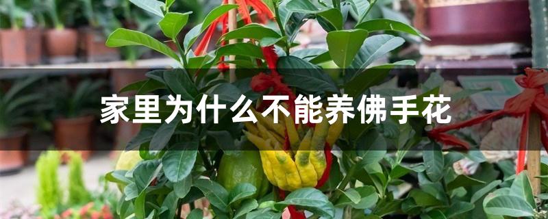 家里为什么不能养佛手花 家里为什么不能养佛手花