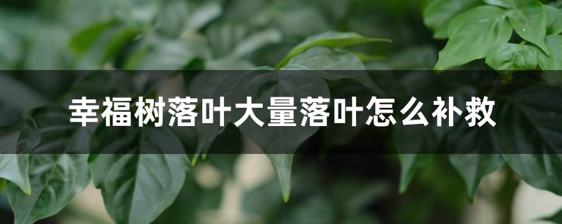 幸福树落叶大量落叶怎么补救 幸福树落叶大量落叶怎么补救