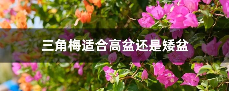 三角梅适合高盆还是矮盆 三角梅适合高盆还是矮盆