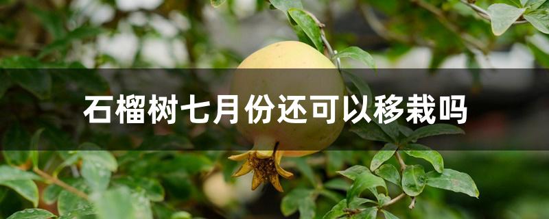 石榴树七月份还可以移栽吗 石榴树七月份还可以移栽吗