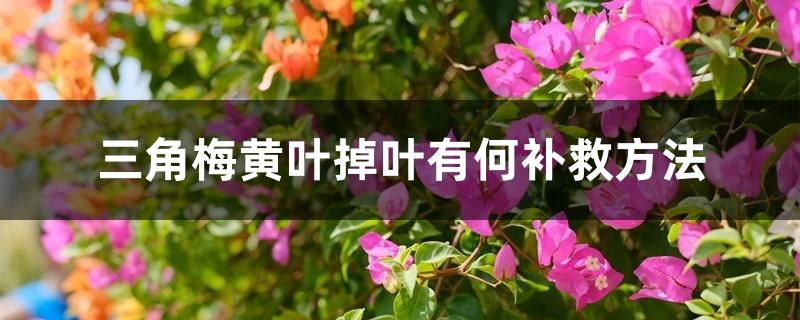三角梅黄叶掉叶有何补救方法 三角梅黄叶掉叶有何补救方法