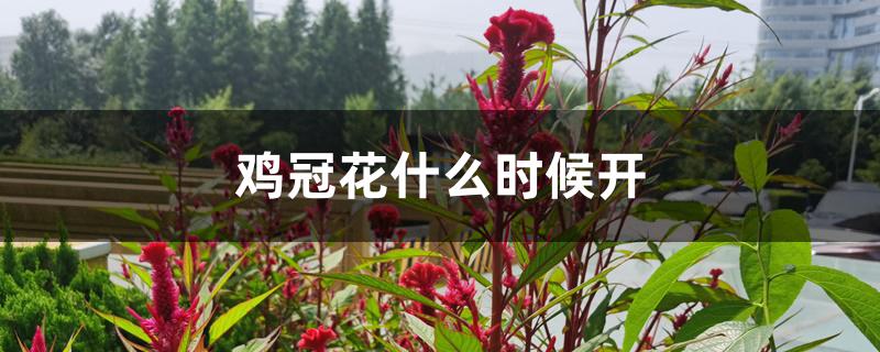 鸡冠花什么时候开 鸡冠花什么时候开
