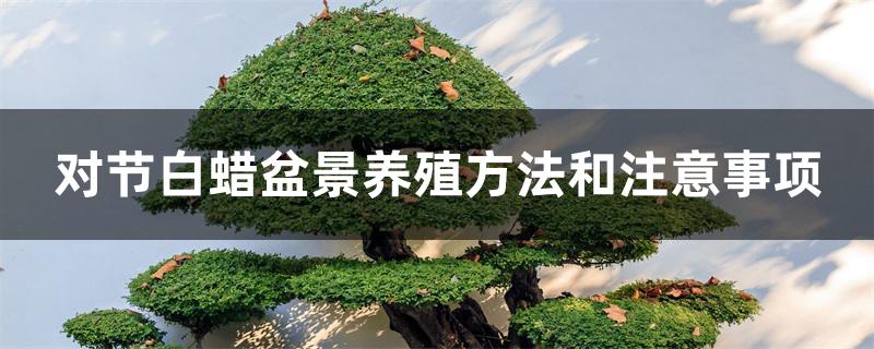 对节白蜡盆景养殖方法和注意事项 对节白蜡盆景养殖方法和注意事项