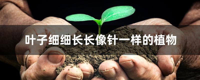 叶子细细长长像针一样的植物 叶子细细长长像针一样的植物