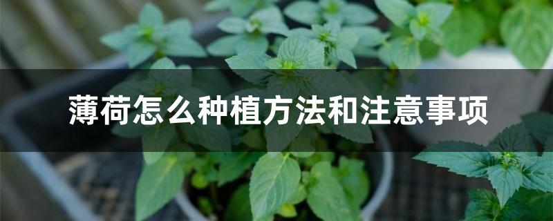 薄荷怎么种植方法和注意事项 薄荷怎么种植方法和注意事项