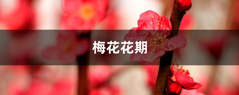 梅花花期 梅花花期