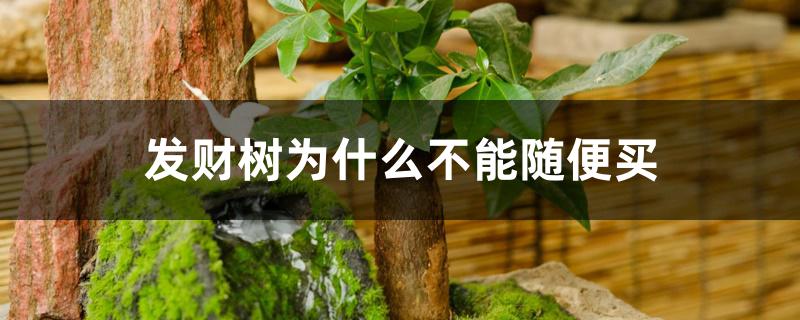 发财树为什么不能随便买 发财树为什么不能随便买