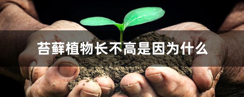 苔藓植物长不高是因为什么
