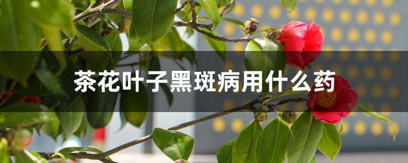 茶花叶子黑斑病用什么药 茶花叶子黑斑病用什么药