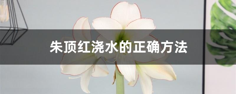 朱顶红浇水的正确方法 朱顶红浇水的正确方法