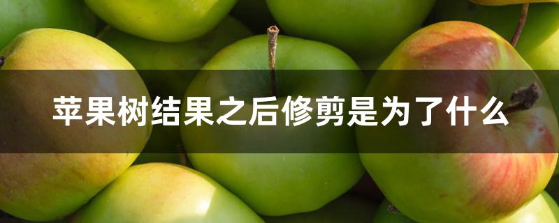 苹果树结果之后修剪是为了什么 苹果树结果之后修剪是为了什么