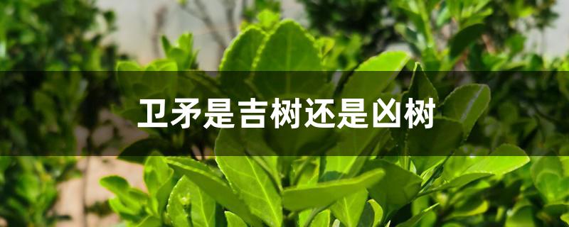 卫矛是吉树还是凶树