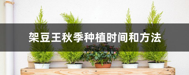 架豆王秋季种植时间和方法 架豆王秋季种植时间和方法