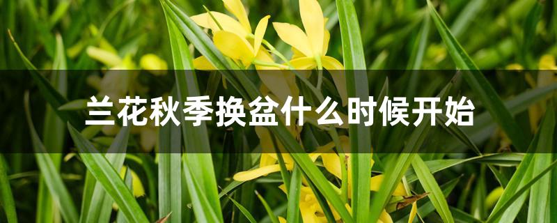 兰花秋季换盆什么时候开始 兰花秋季换盆什么时候开始