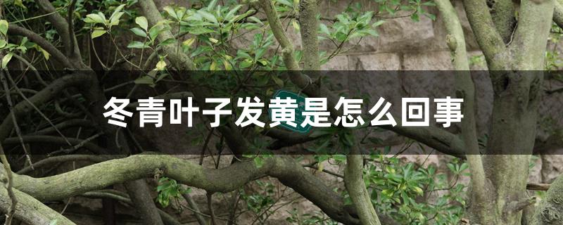 冬青叶子发黄是怎么回事 冬青叶子发黄是怎么回事