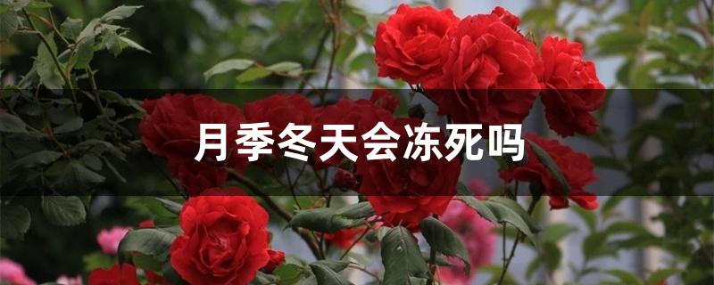 月季冬天会冻死吗 月季冬天会冻死吗