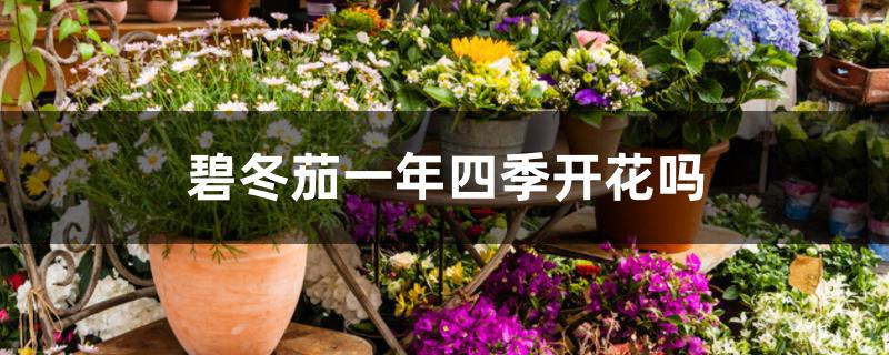 碧冬茄一年四季开花吗 碧冬茄一年四季开花吗